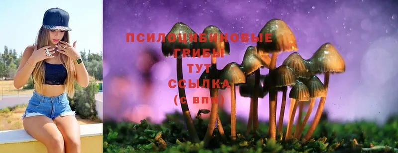 kraken зеркало  Дальнегорск  Псилоцибиновые грибы Psilocybine cubensis 